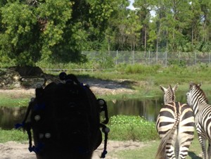 Prestige Club Goes on Safari with Children’s Harbor